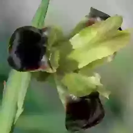 Tuberosa